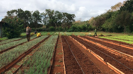Agroecology and the Survival of Cuban Socialism